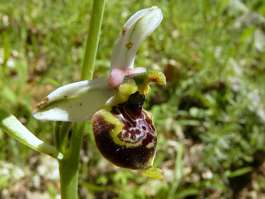 Variabilita'' di Ophrys holosericea (=O. fuciflora)....